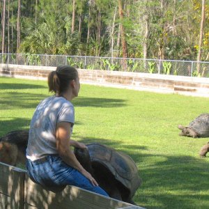 Aldabra Breeders