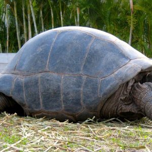 Aldabra Breeders