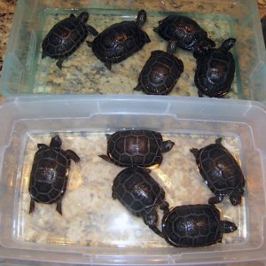 Aldabra Breeders