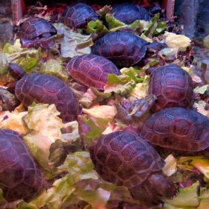 Aldabra Breeders