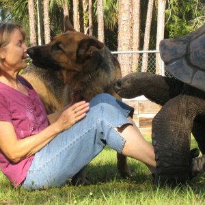 Aldabra Breeders
