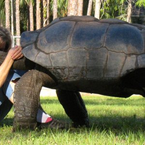 Aldabra Breeders
