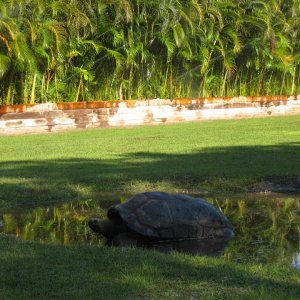 Aldabra Breeders