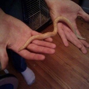 Albino male kenyan sand boa