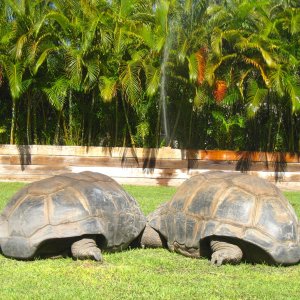 Aldabra Breeders