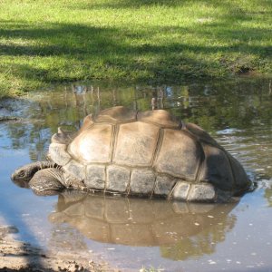 Aldabra Breeders