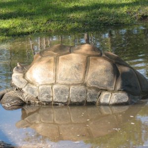 Aldabra Breeders
