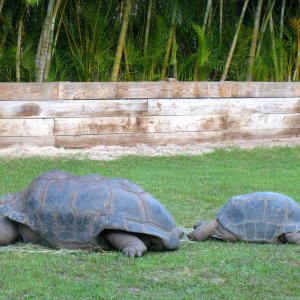 Aldabra Breeders