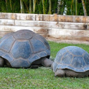 Aldabra Breeders