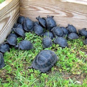 Aldabra Breeders