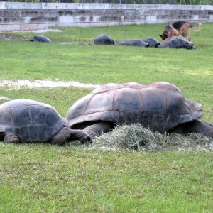 Aldabra Breeders