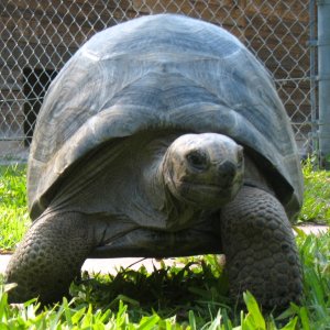 Aldabra Breeders
