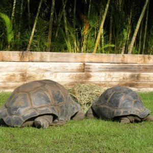 Aldabra Breeders