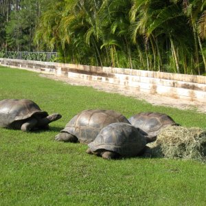 Aldabra Breeders
