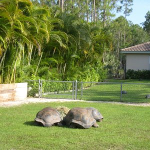 Aldabra Breeders