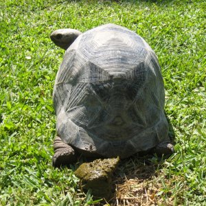 Aldabra Breeders
