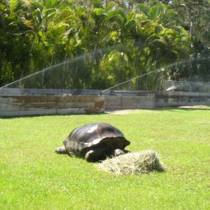 Aldabra Breeders