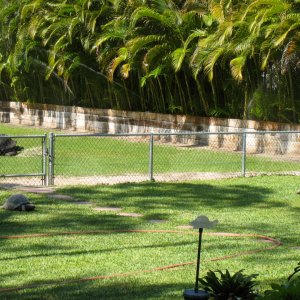 Aldabra Breeders