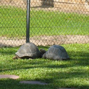 Aldabra Breeders