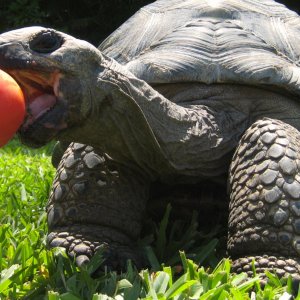 Aldabra Breeders