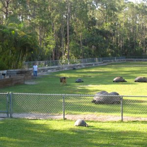 Aldabra Breeders