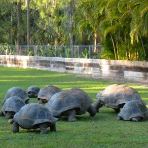 Aldabra Breeders
