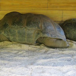 Aldabra Breeders