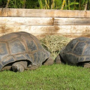Aldabra Breeders