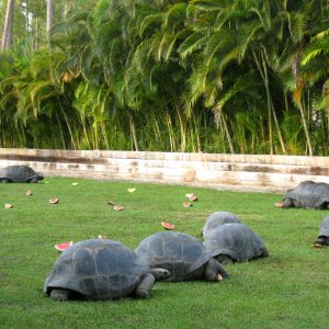 Aldabra Breeders
