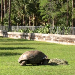 Aldabra Breeders
