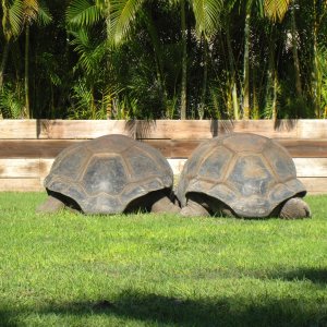 Aldabra Breeders