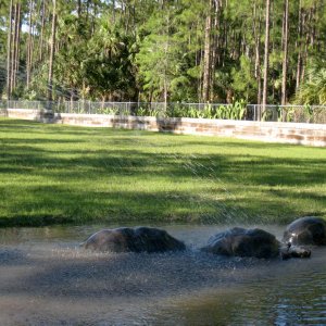 Aldabra Breeders