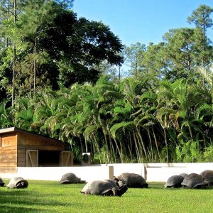 Aldabra Breeders