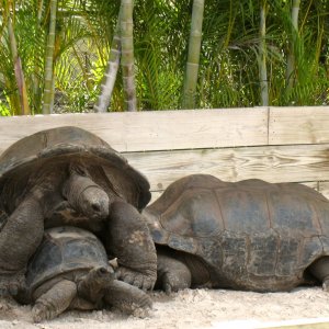 Aldabra Breeders
