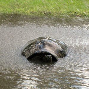 Aldabra Breeders