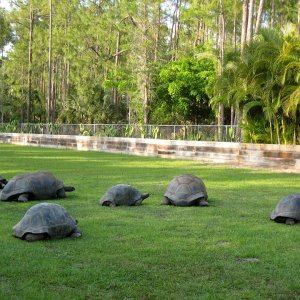 Aldabra Breeders