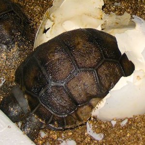 Aldabra Breeders