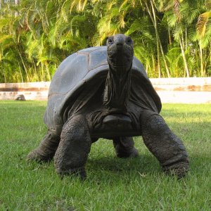 Aldabra Breeders