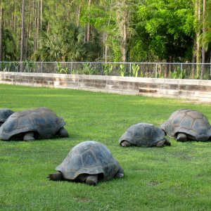 Aldabra Breeders