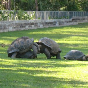 Aldabra Breeders