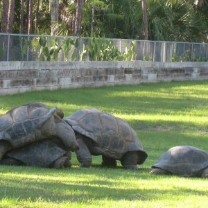 Aldabra Breeders