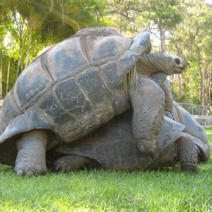 Aldabra Breeders
