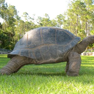 Aldabra Breeders