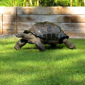 Aldabra Breeders