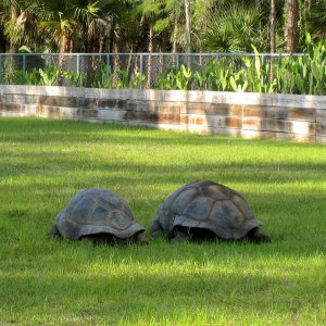 Aldabra Breeders