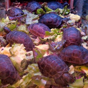 Aldabra Breeders