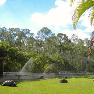 Aldabra Breeders