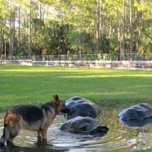 Aldabra Breeders