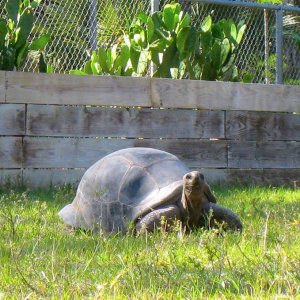 Aldabra Breeders