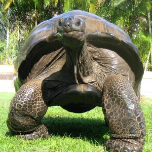 Aldabra Breeders